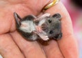 A baby gray house mouse on his back praying.