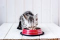 Adorable gray cat eating pet food from red metal bowl Royalty Free Stock Photo