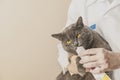Adorable gray cat is getting medicine from veterinarian hand. Professional vet providing animal treatment. Love to the nature Royalty Free Stock Photo
