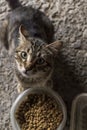 An Adorable Gray Cat with Irresistible Eyes and Its Food Bowl Royalty Free Stock Photo