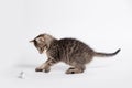 Adorable gray cat playing with aluminium foil ball. Cat isolated on white background Royalty Free Stock Photo