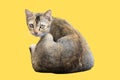 Adorable gray cat sitting against a solid yellow background Royalty Free Stock Photo