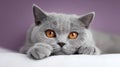 The adorable gray cat with striking orange eyes resting on a soft surface..AI generated image Royalty Free Stock Photo