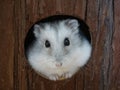 Adorable gray hamster peeking out from a hole in a wooden fence Royalty Free Stock Photo