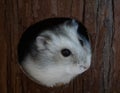 Adorable gray hamster peeking out from a hole in a wooden fence Royalty Free Stock Photo