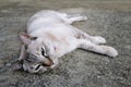 Adorable gray kitten cat on street Royalty Free Stock Photo