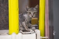 Adorable gray kitten looking at the camera