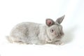 Adorable gray rabbit sit with easter colorful eggs basket isolated white background