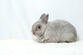 Adorable gray rabbit sit isolated on green grass field background