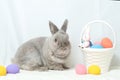 Adorable gray rabbit sit with easter colorful eggs basket isolated white background Royalty Free Stock Photo