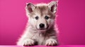 Adorable Gray Wolf Pup Sitting On Solid Magenta Background With Space For Text Royalty Free Stock Photo