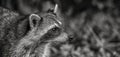 Adorable grayscale raccoon against a dark background, gazing away