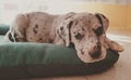 Adorable Great Dane puppy