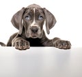 Adorable Great Dane Puppy Peeking Over Edge. empty copyspace