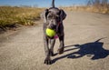 An adorable Great Dane puppy walks towards viewer carrying a tennis ball Royalty Free Stock Photo