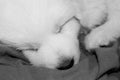 Adorable Great Pyrenees Puppy Asleep on Blanket