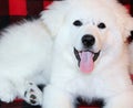 Adorable Great Pyrenees Puppy Panting Royalty Free Stock Photo