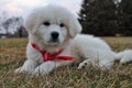 Adorable Great Pyrenees Puppy in Red Bandana Royalty Free Stock Photo
