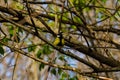 Adorable great tit bird sitting on a tree branch in a forest