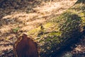 Adorable great tit perching on the broken wooden log