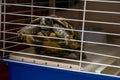 Adorable green and brown tortoise playing and having fun climbing in his cage indoors