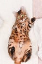 Adorable green-eyed spotted bengal cat