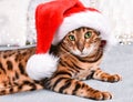 Adorable green-eyed  spotted bengal cat in red Christmas hat lying on bed looking at camera Royalty Free Stock Photo