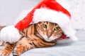 Adorable green-eyed  spotted bengal cat in red Christmas hat lying on bed looking at camera Royalty Free Stock Photo