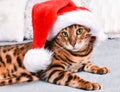 Adorable green-eyed  spotted bengal cat in red Christmas hat lying on bed looking at camera Royalty Free Stock Photo