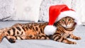 Adorable green-eyed  spotted bengal cat in red Christmas hat lying on bed looking at camera Royalty Free Stock Photo