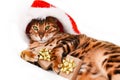 Adorable green-eyed  spotted bengal cat in red Christmas hat lying on white background with gift looking at camera Royalty Free Stock Photo