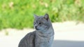 Adorable green eyes cat face motion,feline purr domestic pet animals