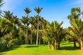 Adorable green grass lawn in palm grove