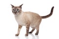 Adorable burmese cat standing and looking to side