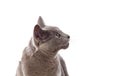 Adorable Grey cat with green eyes Royalty Free Stock Photo