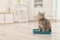 Adorable grey cat in litter box indoors