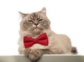 Adorable grey cat looking stylish wearing a red bowtie Royalty Free Stock Photo