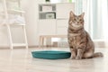 Adorable grey cat near litter box indoors Royalty Free Stock Photo