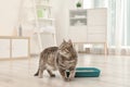 Adorable grey cat near litter box indoors Royalty Free Stock Photo