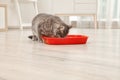Adorable grey cat near litter box indoors Royalty Free Stock Photo