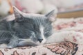 Adorable grey cat sleeping on master bed daylight Royalty Free Stock Photo