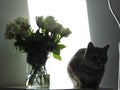 Adorable grey cat by the vase of white roses in the shade Royalty Free Stock Photo