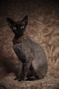 Adorable grey cat wearing gold chain sitting