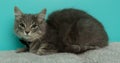 grey fluffy tabby kitty cat lying down portrait Royalty Free Stock Photo