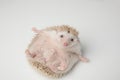 Adorable grey hedgehog lying on its back wants to play