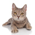 Adorable grey kitty relaxing on white background