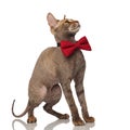 Adorable grey metis cat with bowtie looks up to side Royalty Free Stock Photo