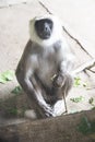 Adorable grey monkey at London, England