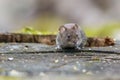 Adorable grey mouse on a brown wooden surface