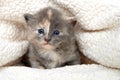 Diluted tortie kitten peeking out of sheepskin blanket Royalty Free Stock Photo